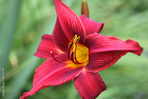 Fototapeta Naklejka Na Ścianę i Meble -  Lys rouge