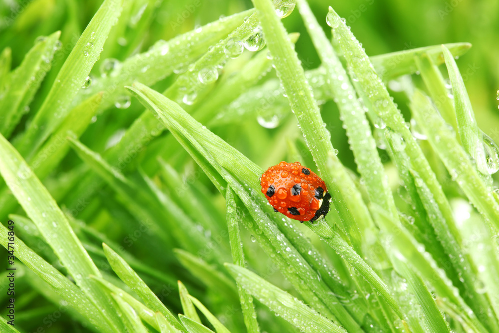 Obraz premium ladybug on grass