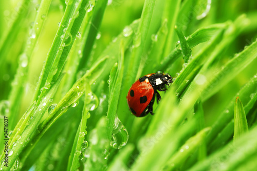 ladybug on grass © yellowj