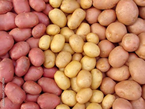 Photo harvested potato tubers