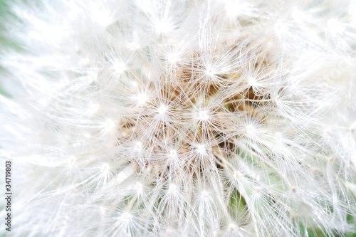 pusteblume grossansicht