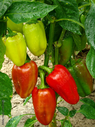pepper plant with ripening fruits