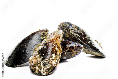 blue mussel bivalve
