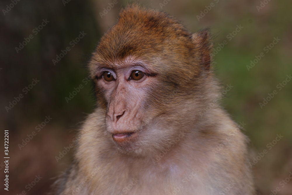 primate primate