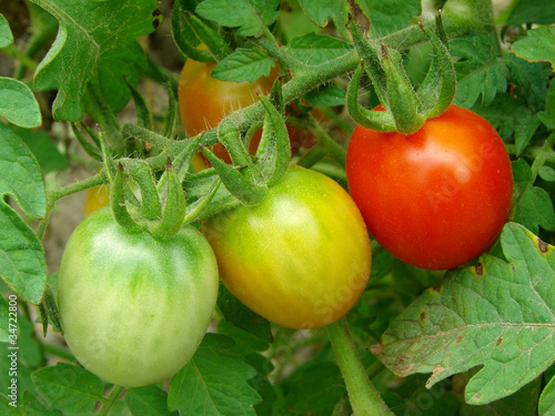 bunch of ripening tomatoes
