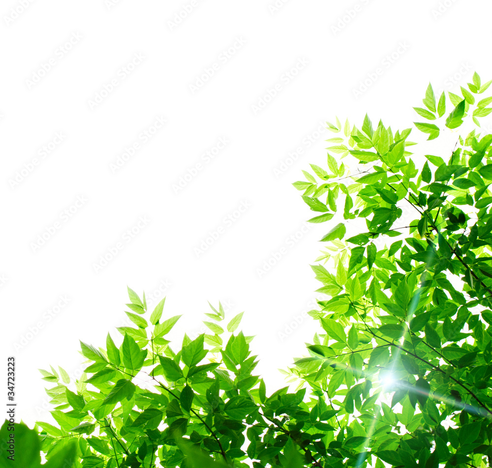 Green leaves on white background