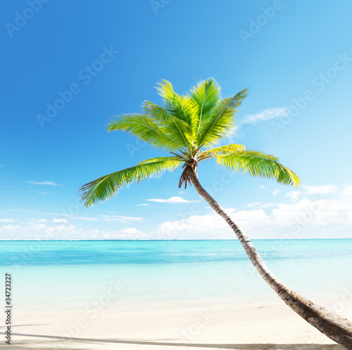 Fototapeta Naklejka Na Ścianę i Meble -  palm on Caribbean beach