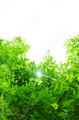 Green leaves on white background