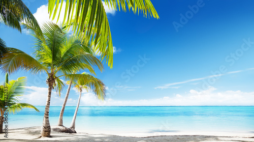 Fototapeta Naklejka Na Ścianę i Meble -  Caribbean sea and coconut palms