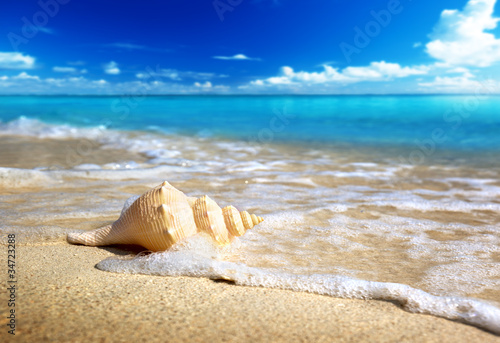 seashell on the beach (shallow DOF)