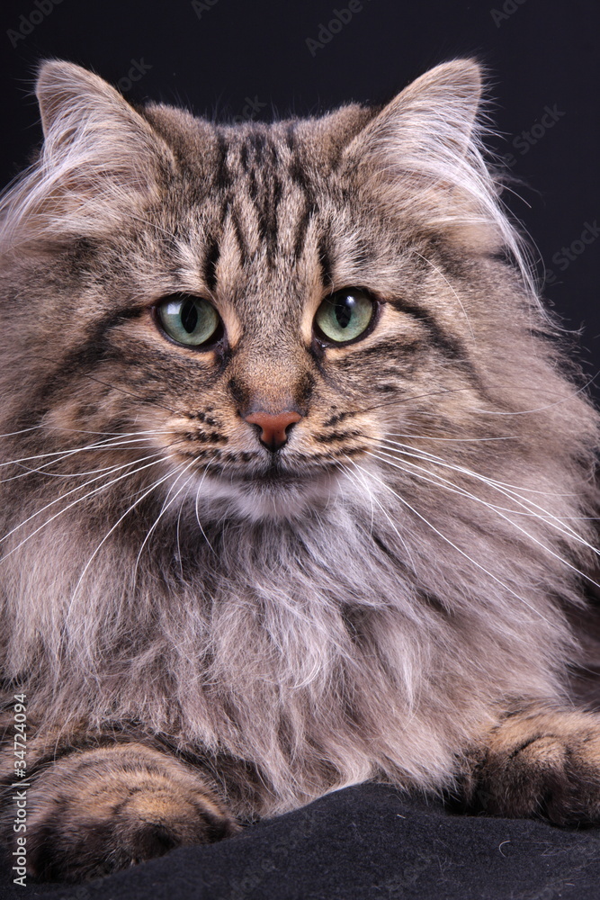 portrait of Norwegian female cat portrait of Norwegian female cat