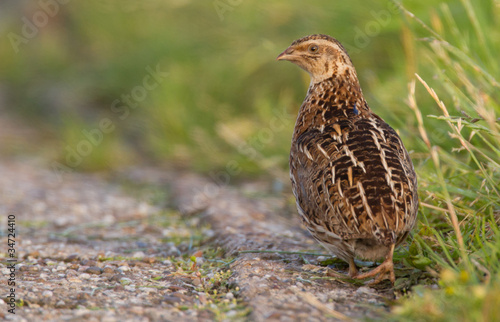 Fotomurale Quail in the field