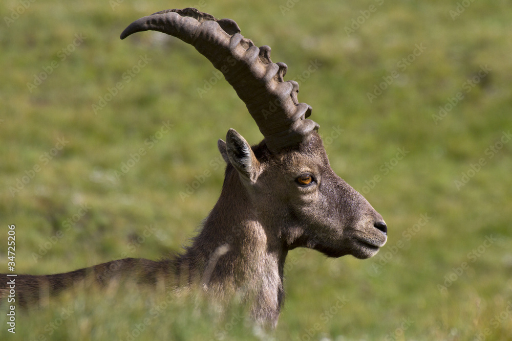 Portrait of young ibex in the Alps
