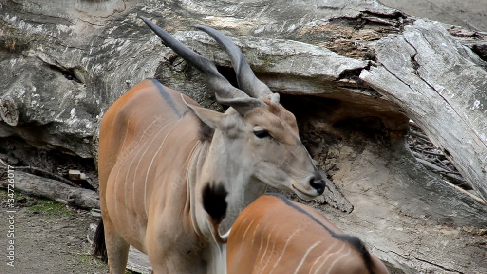 Antilope Antilope