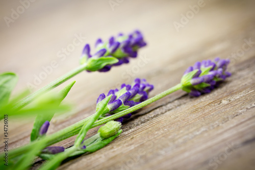 Fototapeta Naklejka Na Ścianę i Meble -  Lavendelblüten