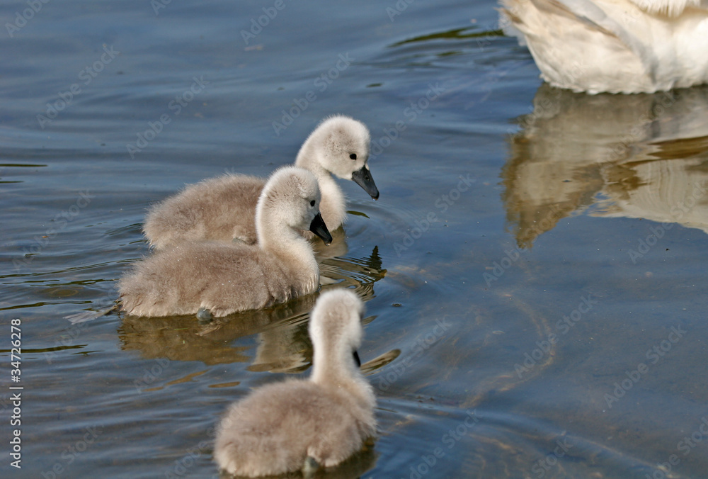 Cygnets