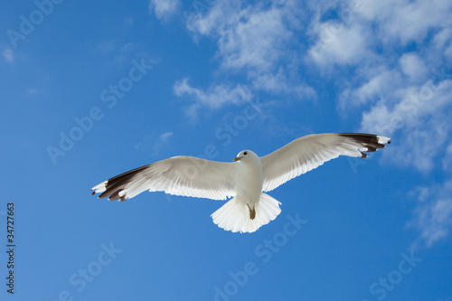 Fototapet sea gull flying in the blue sky over the Baltic Sea