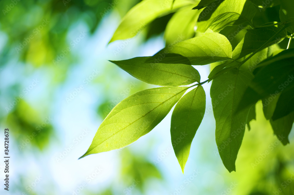 Green Leaves. Nature background