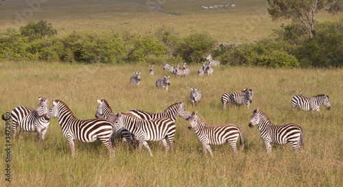 Herd of Zebras in the Masai Mara Game Reserve