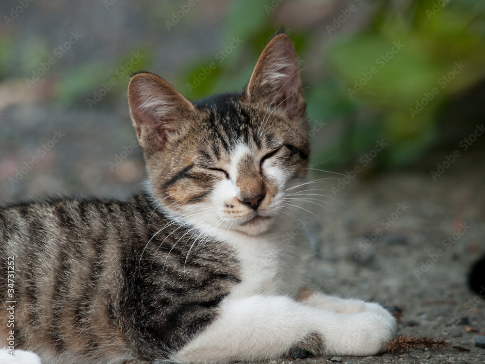 眠そうな猫