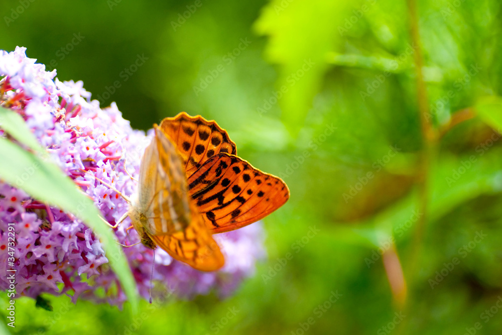 Naklejka premium papillon nacré de la ronce