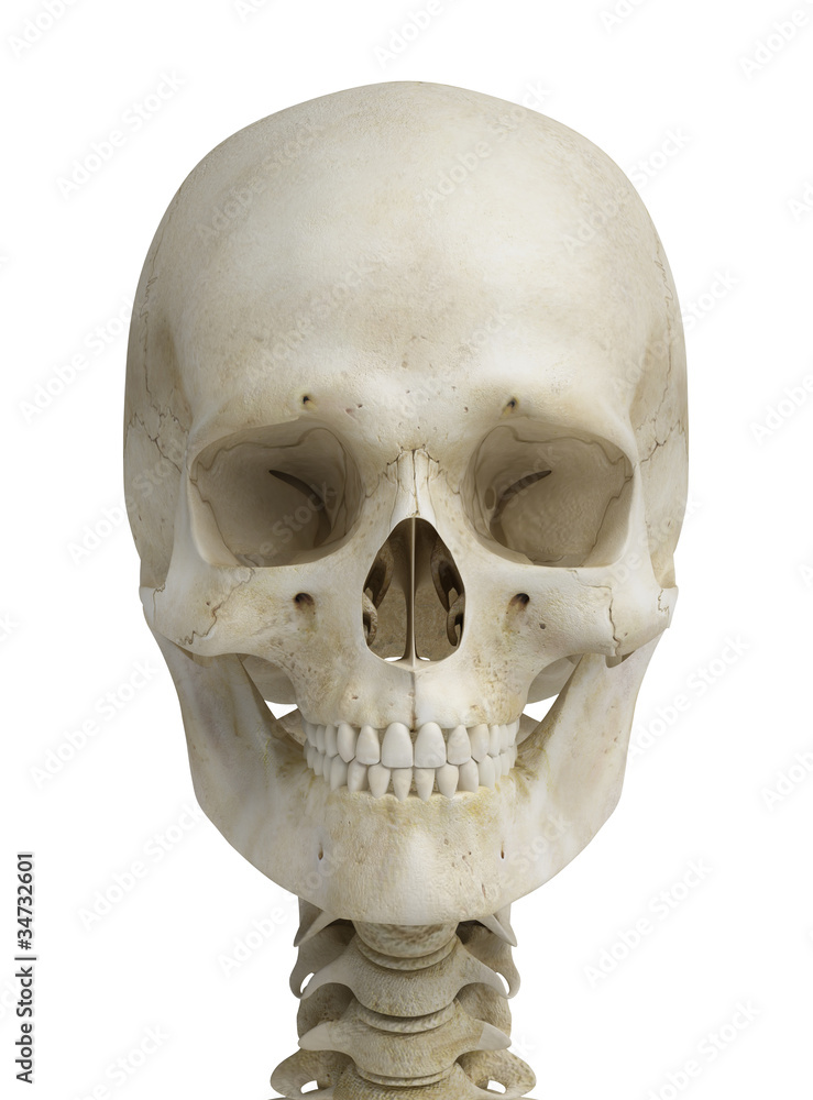 Obraz premium skull