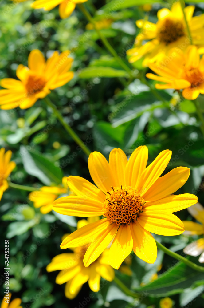 Yellow Rudbeckia Flowers (Coneflowers) Yellow Rudbeckia Flowers (Coneflowers)