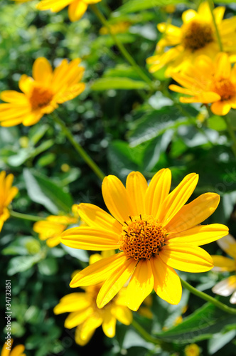 Yellow Rudbeckia Flowers (Coneflowers)