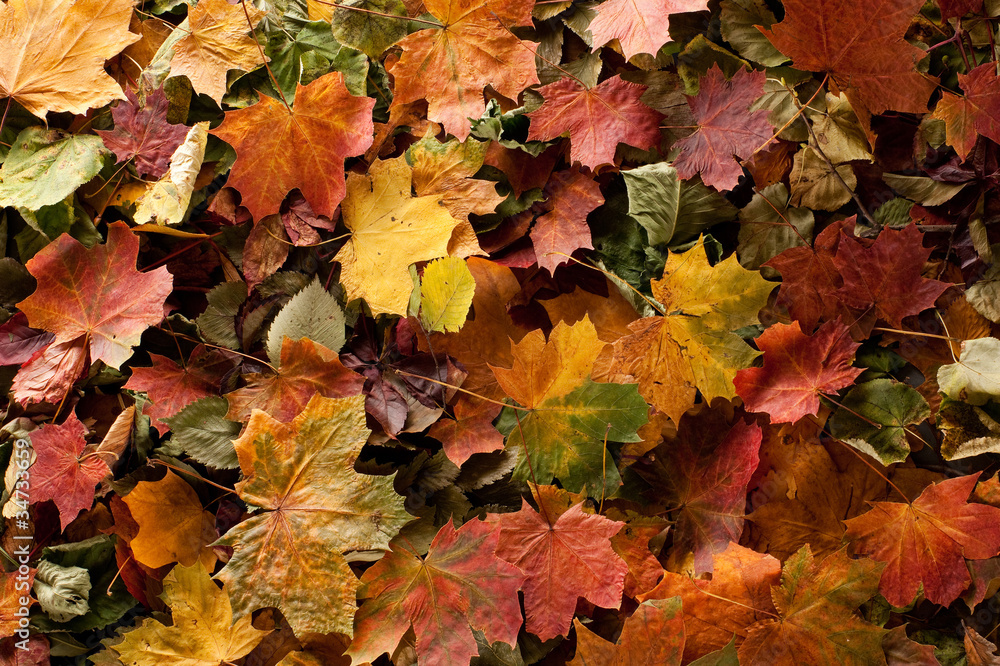 A colorful background image of fallen Autumn leaves