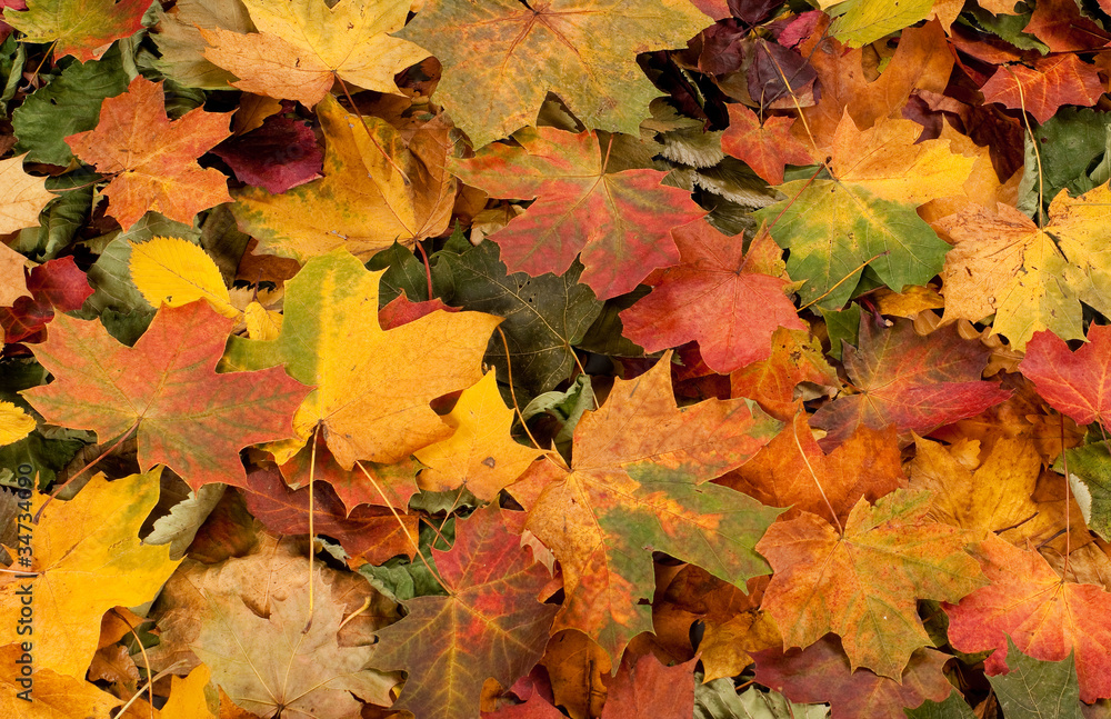 Fototapeta premium A colorful background image of fallen Autumn leaves