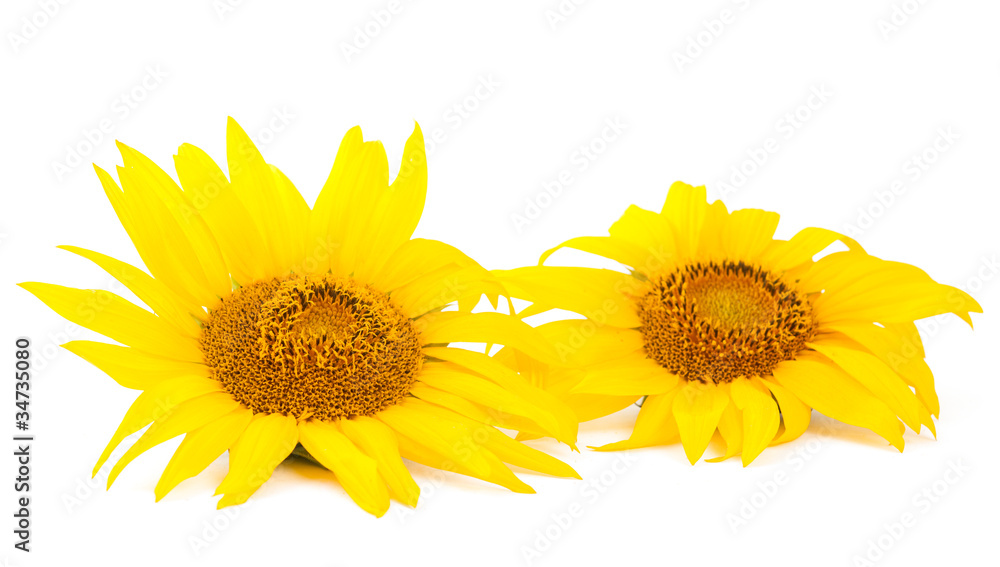 Naklejka premium Sunflower flower