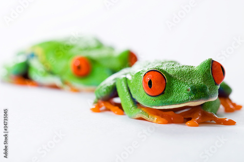 Two Red Eyed Tree Frogs