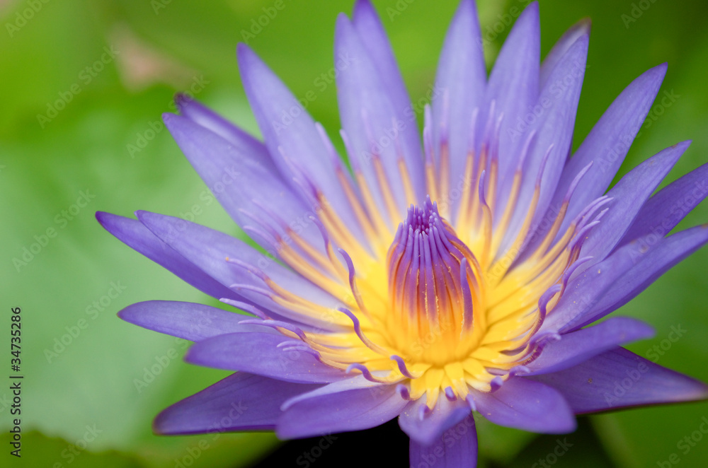 pollen lotus