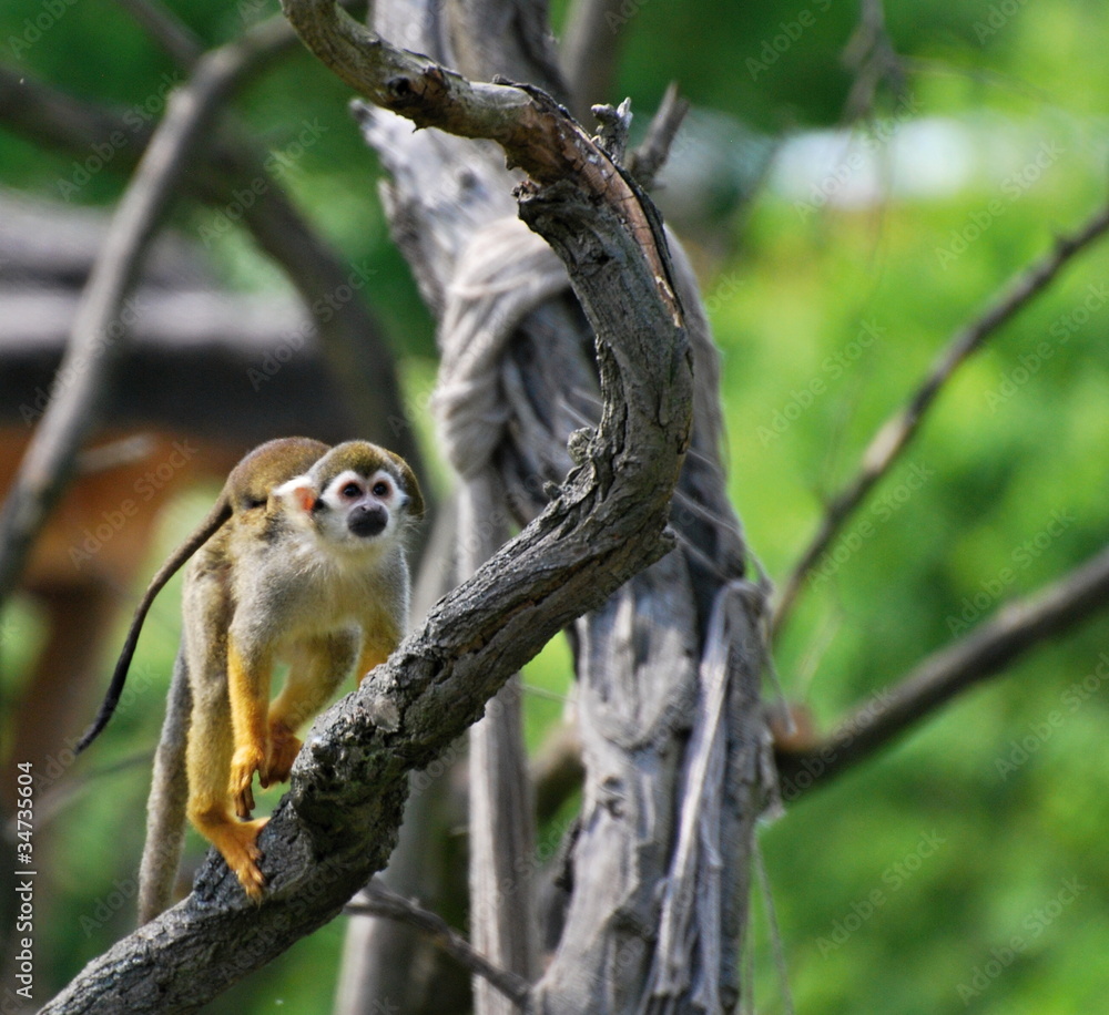Obraz premium common squirrel monkey with baby