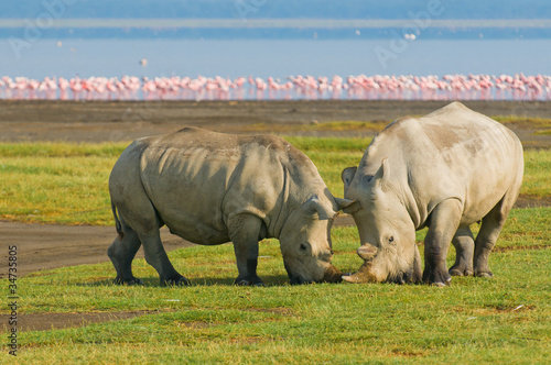 Photo rhinos in lake nakuru national park, kenya