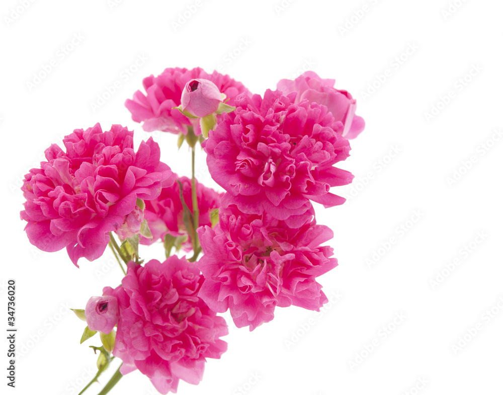 pink curly rose pink curly rose