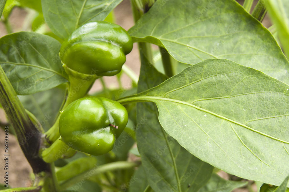 Piemientos verdes pequeñitos