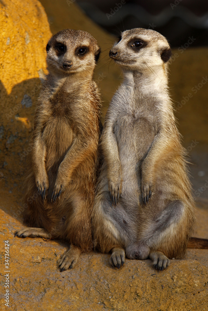 Fototapeta premium Zwei Erdmännchen