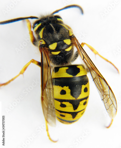 European wasp macro white background