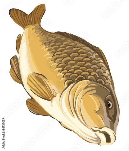 Vector illustration carp isolated on white background
