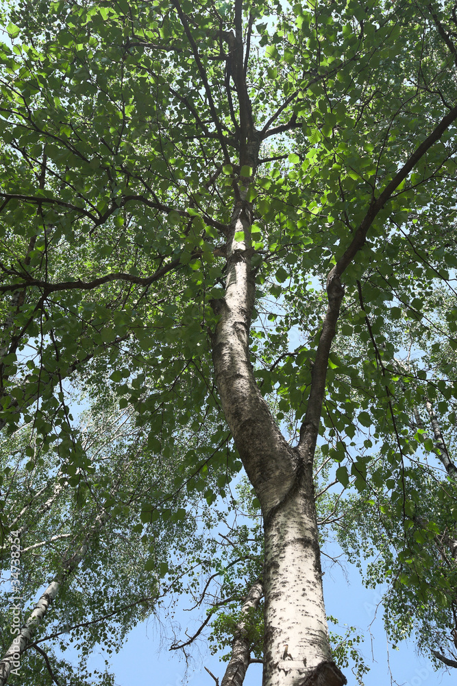 Fototapeta premium Crown of a birch
