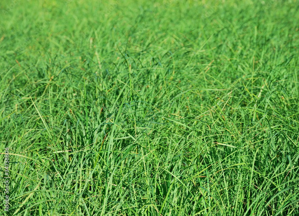 Summer green grass Summer green grass