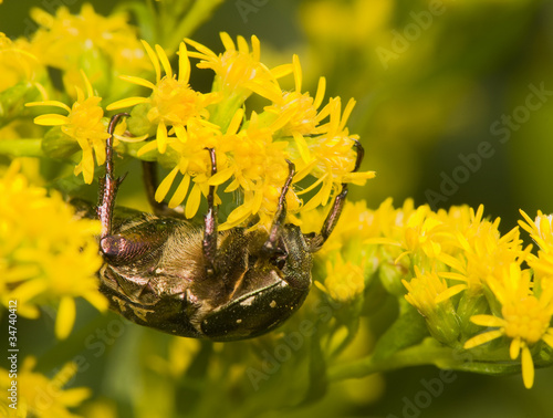 Protaetia metallica photo