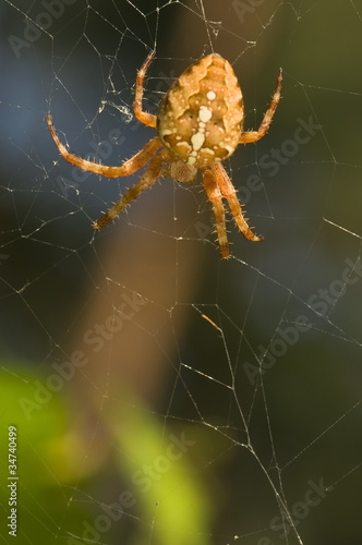 Araneus diadematus