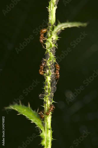 Ants milking aphids