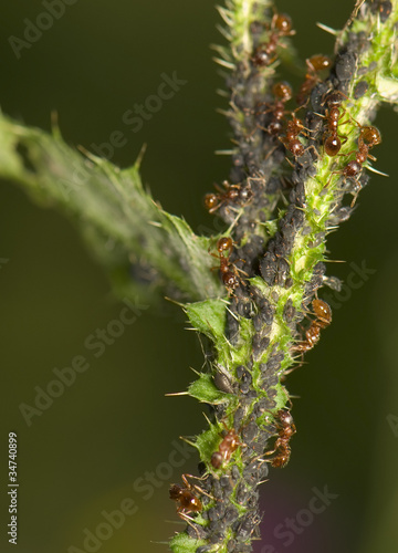 Ants milking aphids