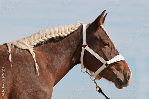 Fotografija cheval comtois wokhorse