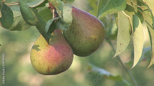 pears hanging on a branch