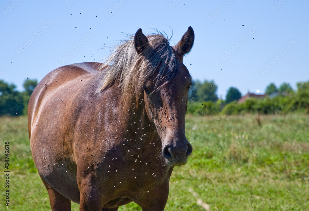 Obraz premium cavalli in libertà