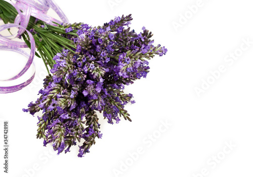 Lavendel